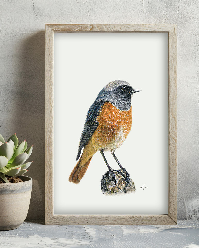 Watercolor painting of a male Redstart bird by Åsa Zandelin
